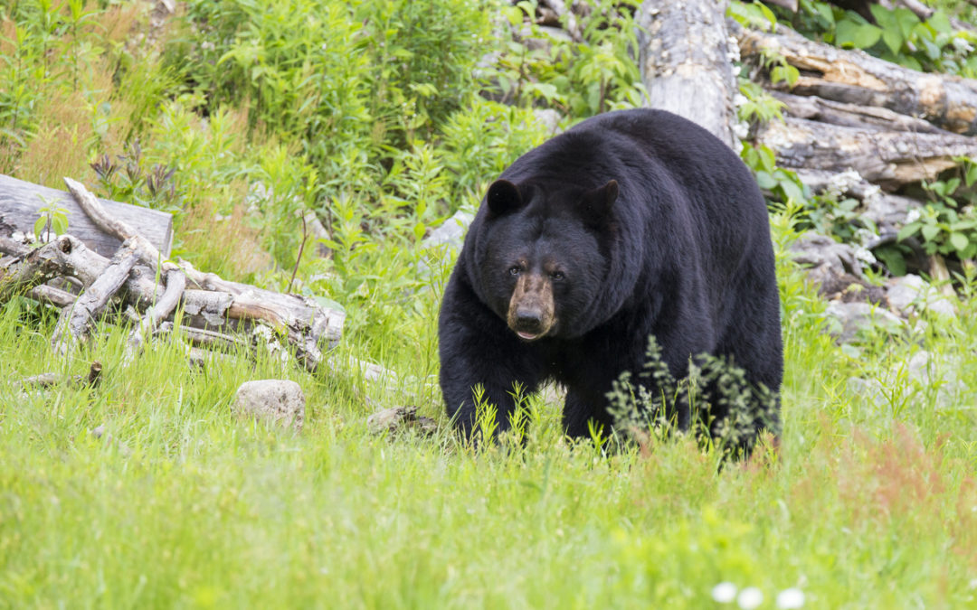 The Bear Necessities: Keeping You and Your Things Safe