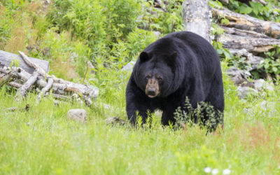 The Bear Necessities: Keeping You and Your Things Safe